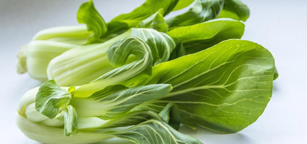 Frisk pak choy (bok choy) med sprøde grønne blade og lyse stilke på hvid baggrund