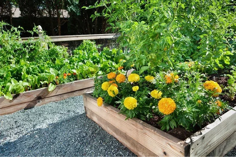 Træhøjbede med gule morgenfruer og friske grøntsager til køkkenhaven Træhøjbed med gule morgenfruer, tomatplanter og grøn salat i en solrig køkkenhave