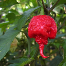 Chilifrø 'Carolina Reaper' – Buzzy | Ekstremt stærk (ca. 2.200.000 SHU) Rød Carolina Reaper-chili på plante; frø til dyrkning af en af verdens stærkeste sorter (ca. 2.200.000 Scoville) – velegnet til madlavning, marinader og tørret krydderi.