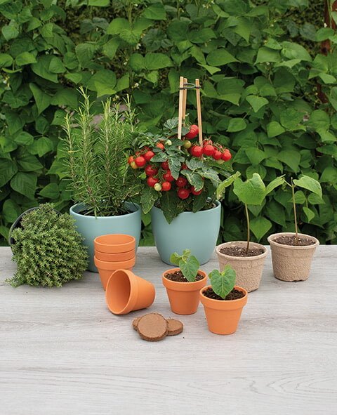 Krydderurter og tomater i krukker på terrassen Små planter, krydderurter og tomater i potter udendørs
