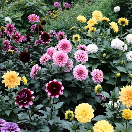 Dahlia løg, Dekorativt mix - 5 løg | Florex Farverigt bed med dekorative dahliaer i gul, pink, hvid og mørkerød. Dahlia løg Dekorativt mix - 5 løg fra Florex, perfekt til solrige, veldrænet bede for et flot farvespil i haven.