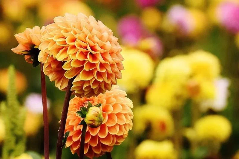 Nærbillede af orange dahlia med kugleformede blomster og tydelige kronblade foran en sløret baggrund af gule og lyserøde blomster