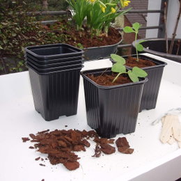 Sorte plastpotter til forspiring af planter Sorte kvadratiske plastpotter med små spirer