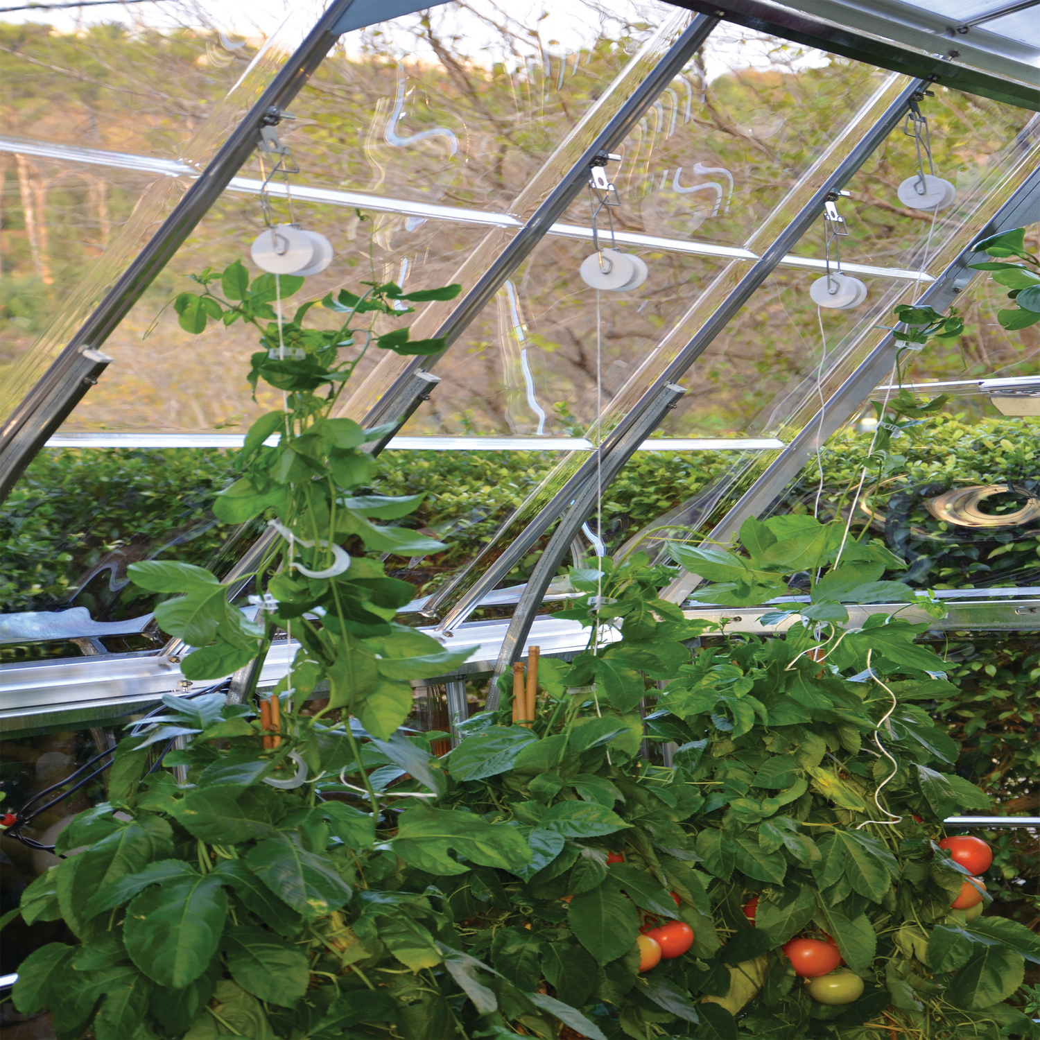 Tomatplanter i drivhus med ophængssystem Tomatplanter, der vokser i drivhus med snoreophæng