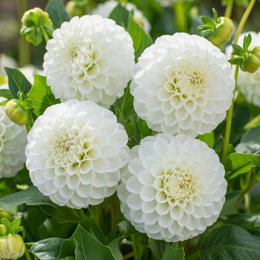 Dahlia 'Snowflake Pompon' - 1 løg | Florex – hvid pompon-dahlia til haven og buketter Nærbillede af hvide Dahlia Snowflake Pompon med pompon-lignende blomster (5–10 cm). Velegnet til haven og som snitblomst. 1 løg fra Florex, trives i solrigt bed med veldrænet jord.