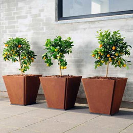 Store brune plantekummer på terrasse Tre store brune plantekummer med citrusplanter