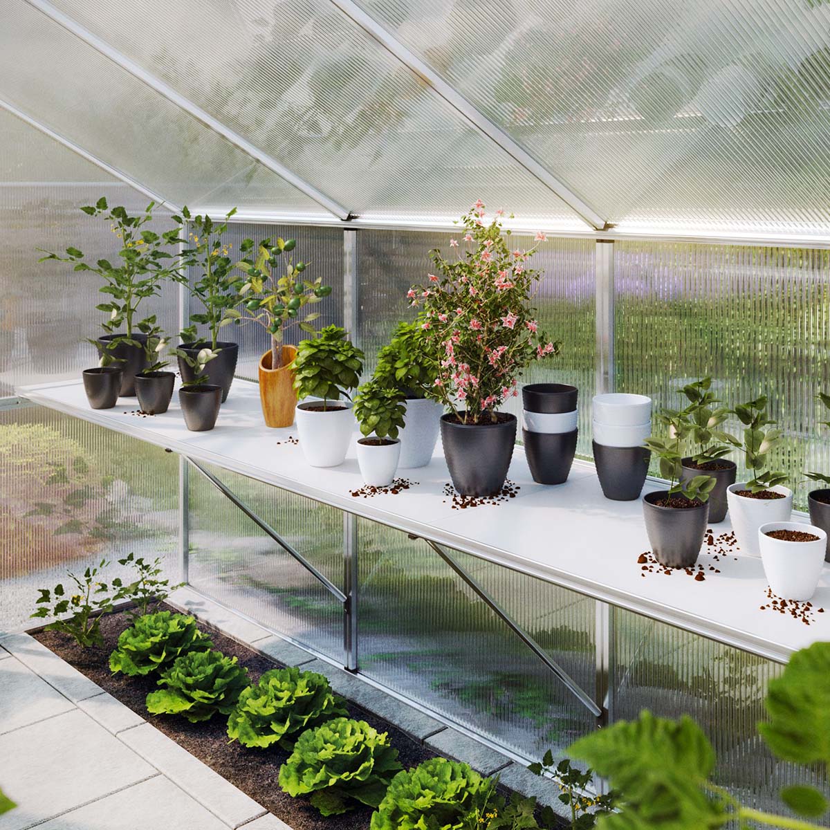 Plantebord i lyst drivhus med potter og salatplanter