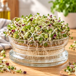 Økologisk salatmix spirer - 30 g Økologisk salatmix spirer - 30 g