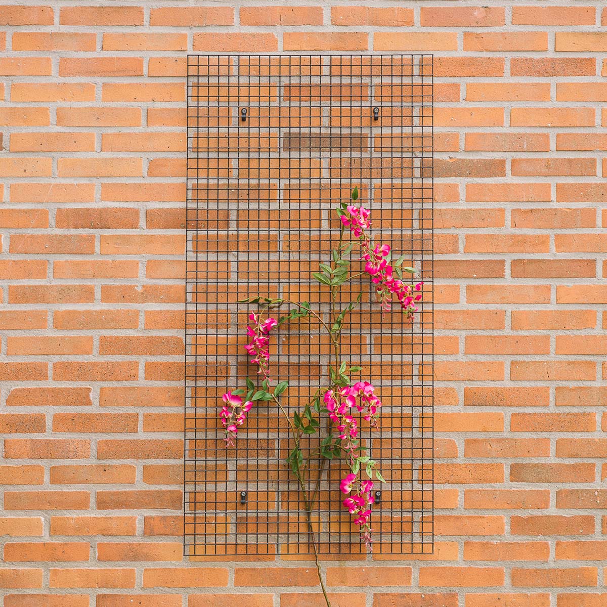 Vægmonteret espalier i metal til klatreplanter Sort metalespalier med lyserøde klatreblomster på murvæg