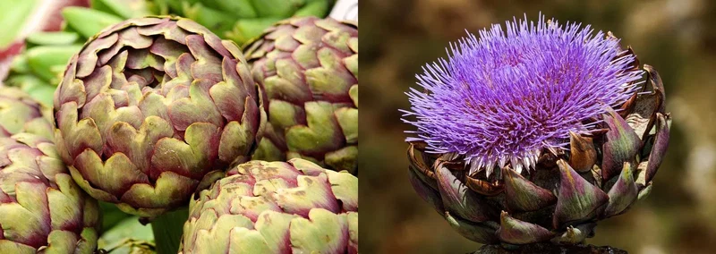 Nærbillede af flere grønne-lilla artiskokker til venstre og en åben artiskok med lilla blomsterstand til højre