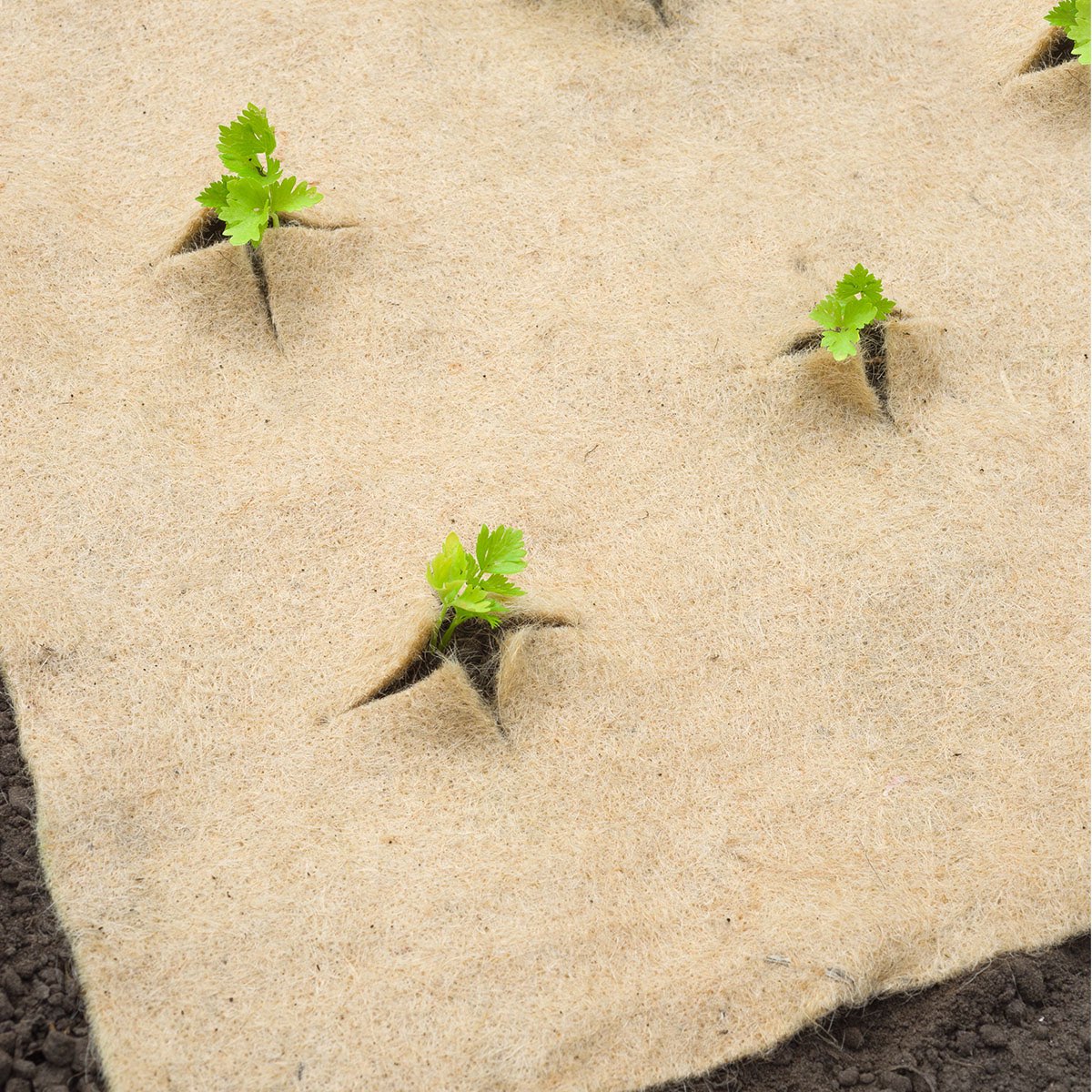 Små planter vokser gennem naturfiber ukrudtsdug